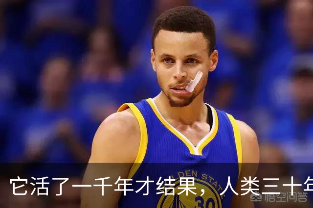 它活了一千年才结果，人类三十年砍光，消失的秘密至今无人能解